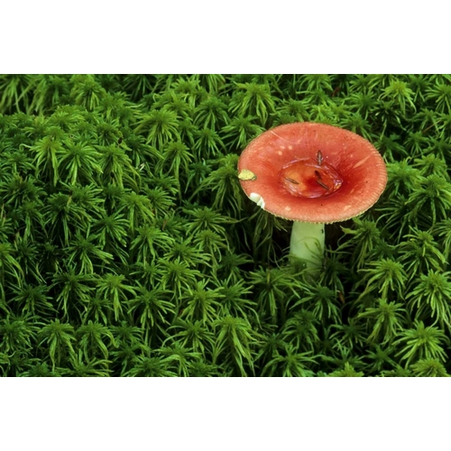 Michigan Russula mushroom in sphagnum moss